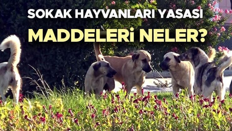 Sokak hayvanları uyutulacak mı? Sokak hayvanları yasası maddeleri neler? Gözler TBMM’de! Cumhurbaşkanı Erdoğan’dan başıboş sokak köpekleri ile ilgili son dakika açıklama!